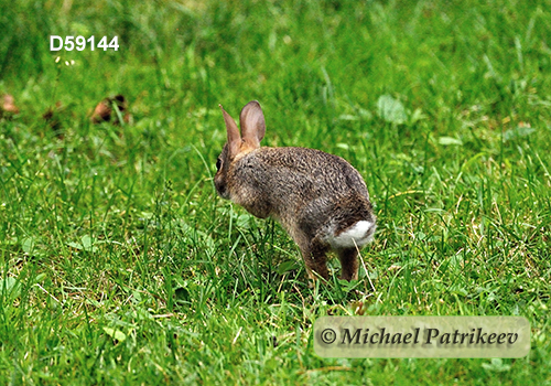 Eastern Cottontail (Sylvilagus floridanus)